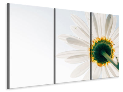 3-piece-canvas-print-a-daisy