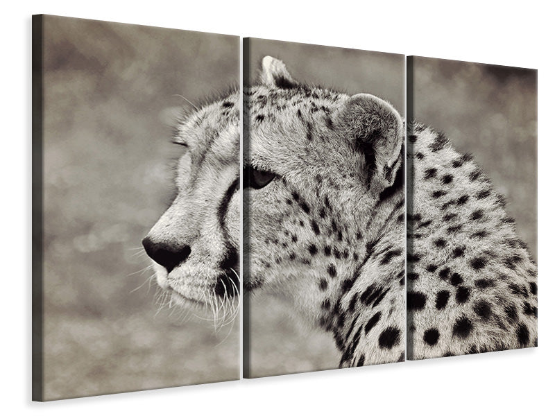 3-piece-canvas-print-beautiful-cheetah