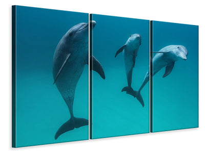3-piece-canvas-print-bottlenose-dolphins-ii