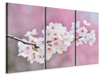 3-piece-canvas-print-cherry-blossoms-xxl
