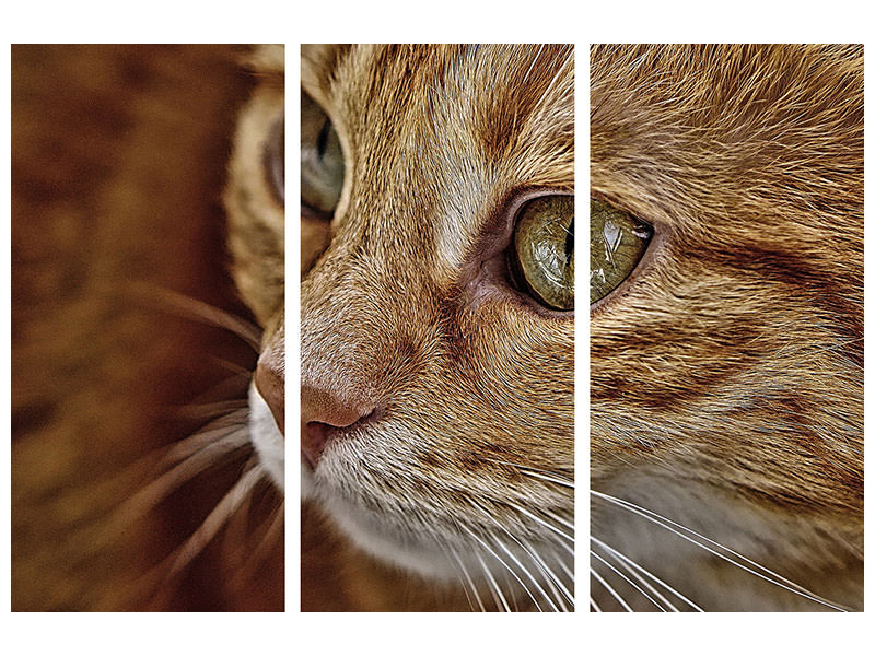 3-piece-canvas-print-close-up-cat39s-head