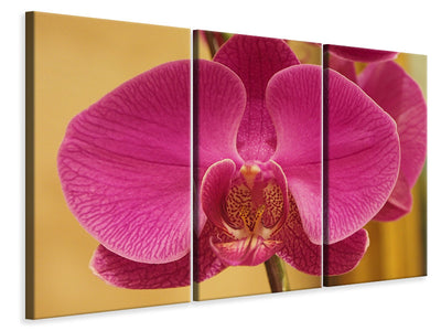 3-piece-canvas-print-close-up-orchid-in-pink