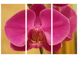 3-piece-canvas-print-close-up-orchid-in-pink