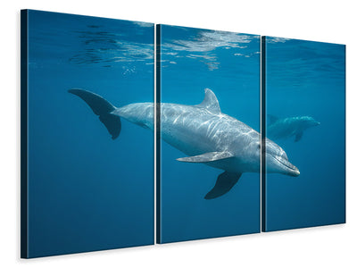 3-piece-canvas-print-curious-dolphin
