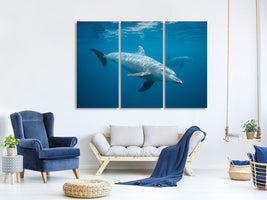 3-piece-canvas-print-curious-dolphin