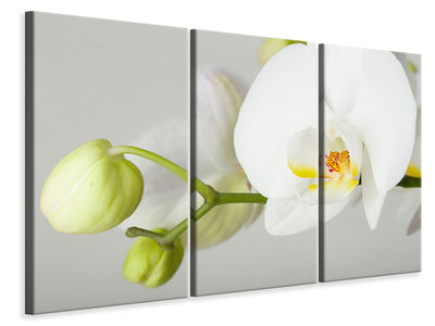 3-piece-canvas-print-giant-orchid
