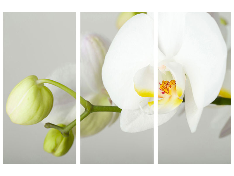 3-piece-canvas-print-giant-orchid