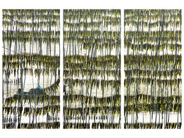 3-piece-canvas-print-harvesting-kelp