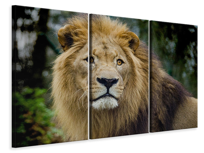 3-piece-canvas-print-king-of-wildlife