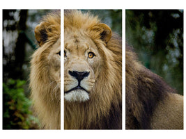 3-piece-canvas-print-king-of-wildlife