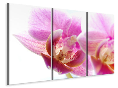 3-piece-canvas-print-magnificent-phalaenopsis