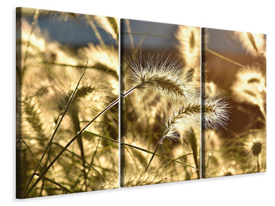 3-piece-canvas-print-ornamental-grass-in-the-sunlight