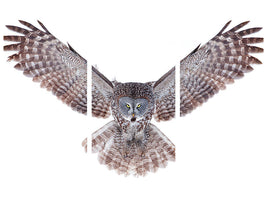 3-piece-canvas-print-power-great-grey-owl