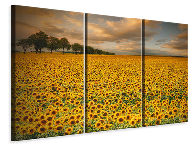 3-piece-canvas-print-sunflowers