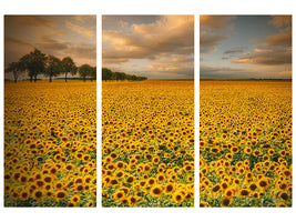 3-piece-canvas-print-sunflowers