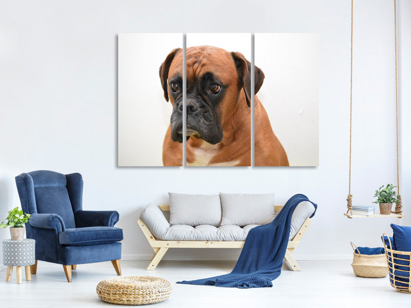 3-piece-canvas-print-the-boxer