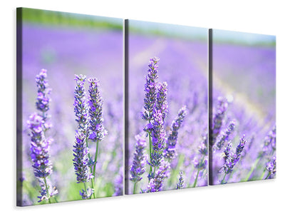 3-piece-canvas-print-the-lavender-blossom