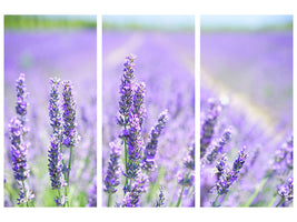 3-piece-canvas-print-the-lavender-blossom