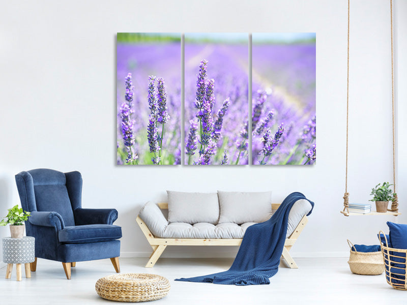 3-piece-canvas-print-the-lavender-blossom