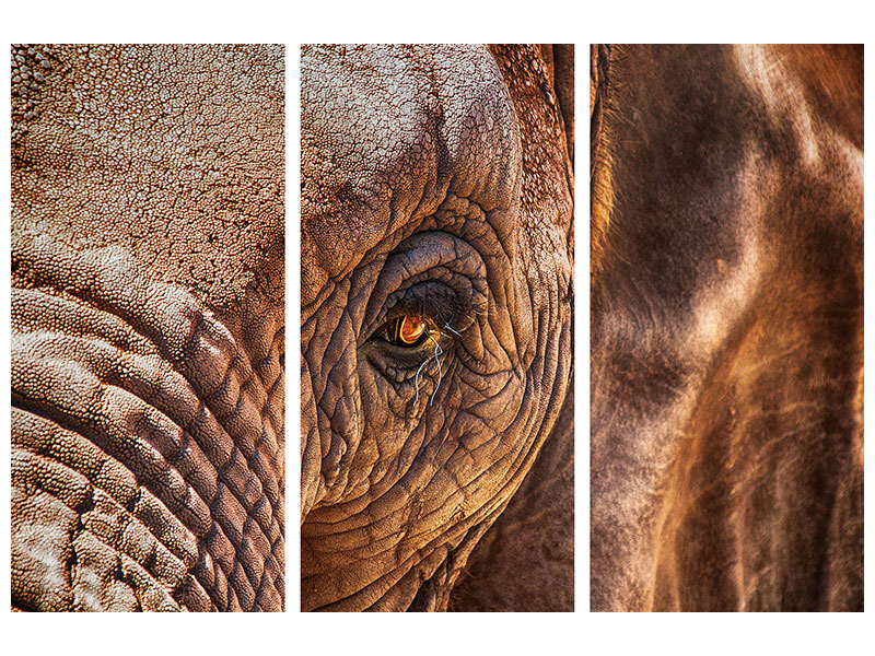 3-piece-canvas-print-the-look-of-the-elephant
