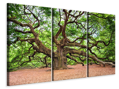 3-piece-canvas-print-the-oak