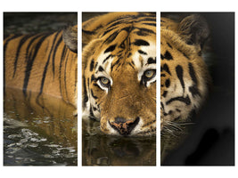 3-piece-canvas-print-tiger-in-the-water