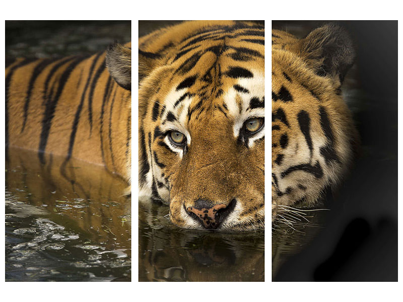 3-piece-canvas-print-tiger-in-the-water
