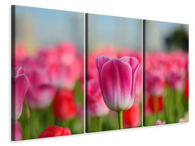 3-piece-canvas-print-tulip-field-in-pink-red