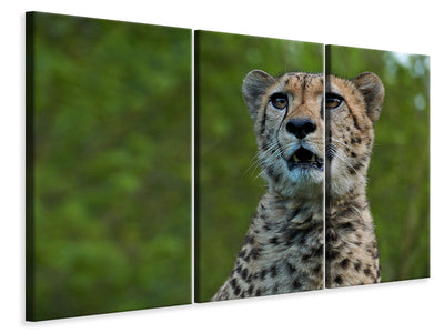3-piece-canvas-print-watchful-cheetah