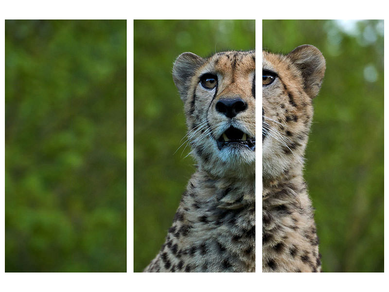 3-piece-canvas-print-watchful-cheetah