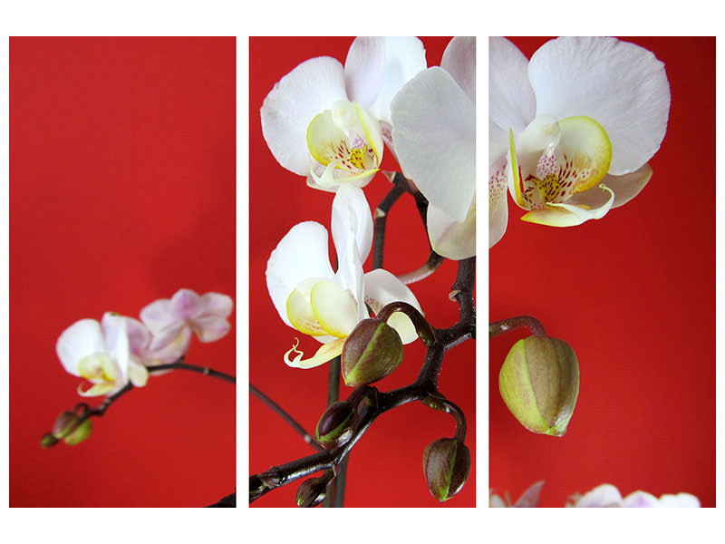 3-piece-canvas-print-white-orchids-on-red-wall