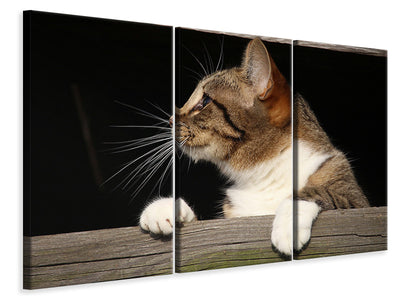 3-piece-canvas-print-xl-cat