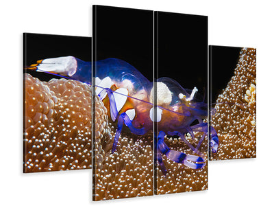 4-piece-canvas-print-peacock-tail-anemone-shrimp