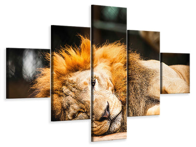 5-piece-canvas-print-relaxed-lion