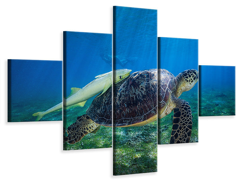 5-piece-canvas-print-sea-turtle