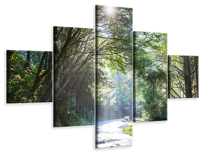 5-piece-canvas-print-sunny-forest-path