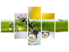 5-piece-canvas-print-the-ant-between-the-drops