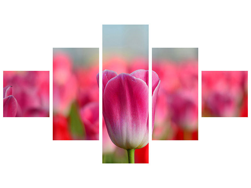 5-piece-canvas-print-tulip-field-in-pink-red