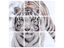 9-piece-canvas-print-the-king-tiger