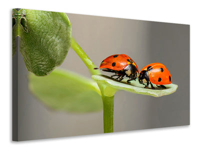 canvas-print-2-ladybirds