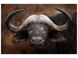 canvas-print-a-buffalo-portrait-x