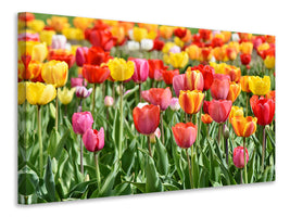 canvas-print-a-colorful-tulip-field
