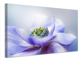 canvas-print-anemone-de-caen-x