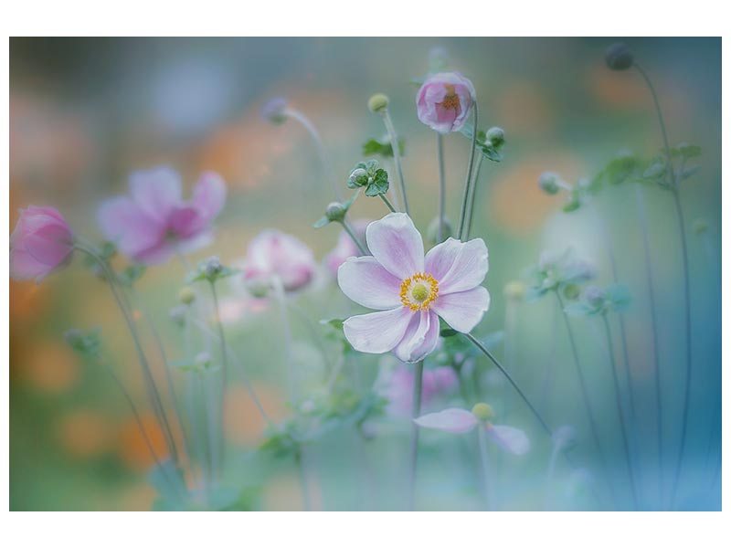 canvas-print-anemone-x