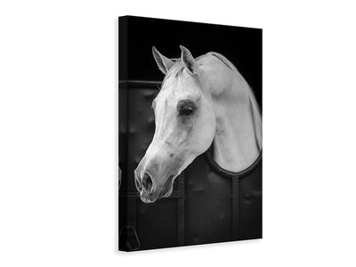 canvas-print-arabian-horse-x