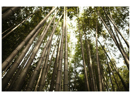 canvas-print-arashiyama-japan