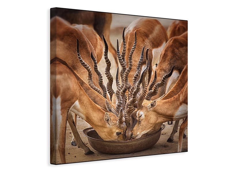 canvas-print-bouqet-of-horns-x