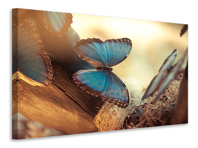 canvas-print-butterflies
