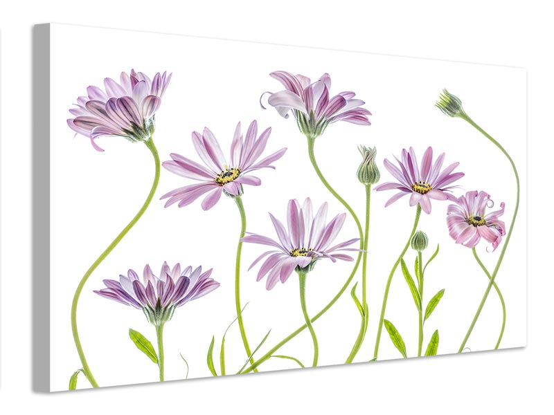 canvas-print-cape-daisies-x