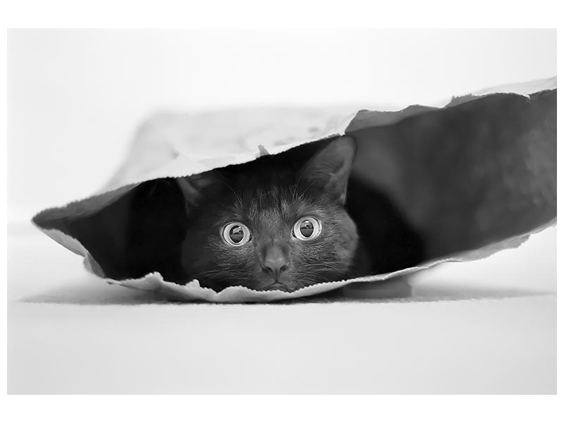 canvas-print-cat-in-a-bag-x